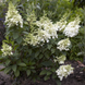 Гортензія волотиста &lsquo;Candlelight&rsquo; (Hydrangea paniculata &lsquo;Candlelight&rsquo;) Candlelight фото 2