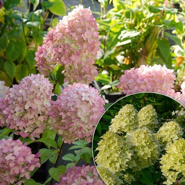 Гортензія волотиста &lsquo;Magical Candle&rsquo; (Hydrangea paniculata &lsquo;Magical Candle&rsquo;) Magical Candle фото