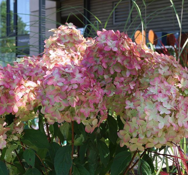 Гортензія волотиста &lsquo;Magical Candle&rsquo; (Hydrangea paniculata &lsquo;Magical Candle&rsquo;) Magical Candle фото