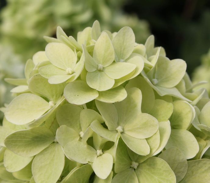 Гортензія волотиста &lsquo;Magical Candle&rsquo; (Hydrangea paniculata &lsquo;Magical Candle&rsquo;) Magical Candle фото
