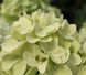 Гортензія волотиста &lsquo;Magical Candle&rsquo; (Hydrangea paniculata &lsquo;Magical Candle&rsquo;) Magical Candle фото 4