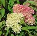 Гортензія волотиста 'Pink Light' (Hydrangea paniculata 'Pink Light') Pink Light фото 2