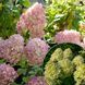 Гортензія волотиста &lsquo;Magical Candle&rsquo; (Hydrangea paniculata &lsquo;Magical Candle&rsquo;) Magical Candle фото 2