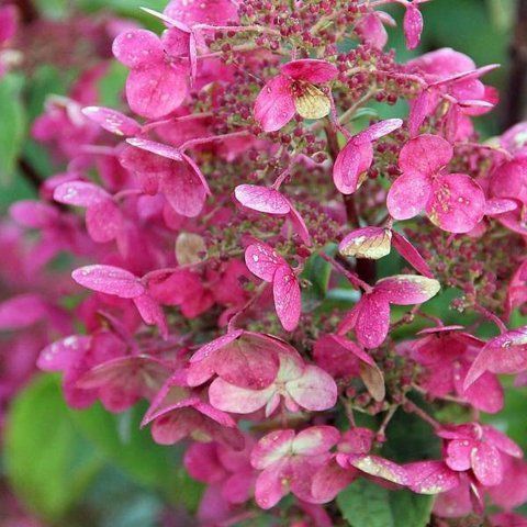 Гортензія волотиста &lsquo;Early Sensation&rsquo; (Hydrangea paniculata &lsquo;Early Sensation&rsquo;) Early Sensation фото