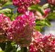 Гортензія волотиста 'Raspberry Pink&lsquo; (Hydrangea paniculata 'Raspberry Pink'​) Raspberry Pink фото 2