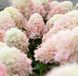 Гортензія волотиста 'Raspberry Pink&lsquo; (Hydrangea paniculata 'Raspberry Pink'​) Raspberry Pink фото 1