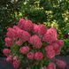 Гортензія волотиста 'Raspberry Pink&lsquo; (Hydrangea paniculata 'Raspberry Pink'​) Raspberry Pink фото 3