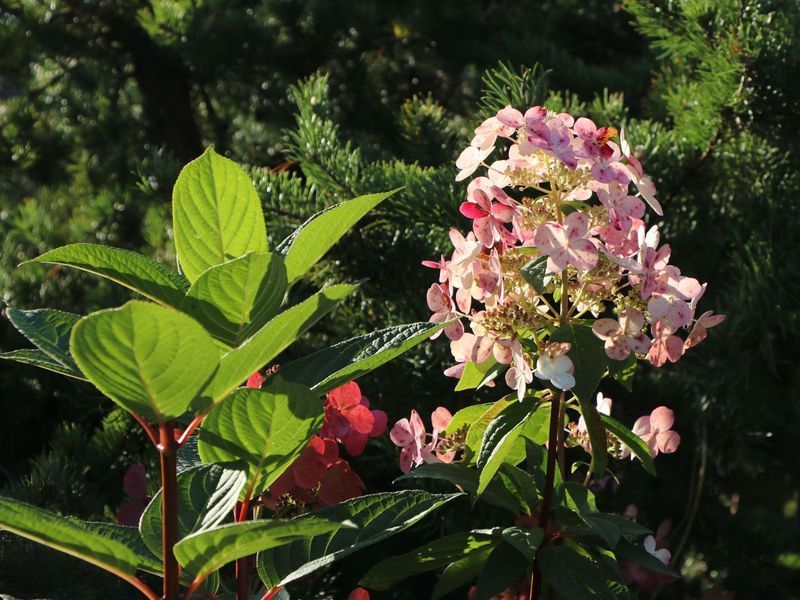 Гортензія волотиста &lsquo;Early Sensation&rsquo; (Hydrangea paniculata &lsquo;Early Sensation&rsquo;) Early Sensation фото