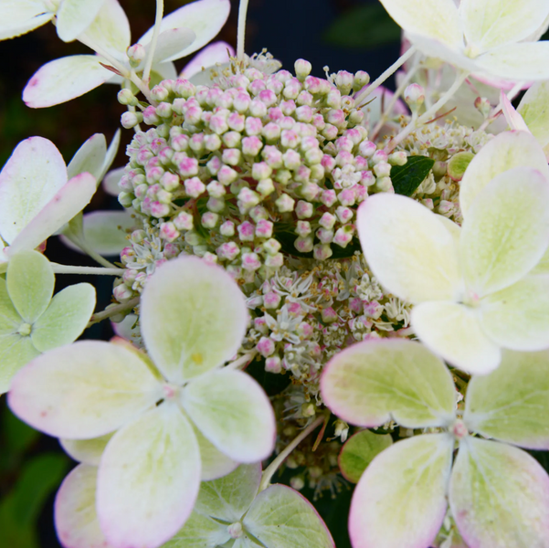 Гортензія волотиста &lsquo;Pastel Green&rsquo; (Hydrangea paniculata &lsquo;Pastel Green&rsquo;) C3 Pastel Green фото