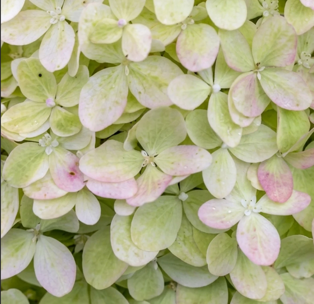 Гортензія волотиста &lsquo;Pastel Green&rsquo; (Hydrangea paniculata &lsquo;Pastel Green&rsquo;) C3 Pastel Green фото