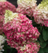 Гортензія волотиста &lsquo;Living Colourful Cocktail&rsquo; (Hydrangea paniculata &lsquo;Living Colourful Cocktail&rsquo;) C3  Colourful Cocktail фото 3
