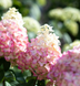Гортензія волотиста &lsquo;Living Colourful Cocktail&rsquo; (Hydrangea paniculata &lsquo;Living Colourful Cocktail&rsquo;) C3  Colourful Cocktail фото 1