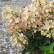 Гортензія волотиста &lsquo;Pastel Green&rsquo; (Hydrangea paniculata &lsquo;Pastel Green&rsquo;) C3 Pastel Green фото 2