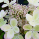 Гортензія волотиста &lsquo;Pastel Green&rsquo; (Hydrangea paniculata &lsquo;Pastel Green&rsquo;) C3 Pastel Green фото 3