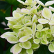 Гортензія волотиста &lsquo;Pastel Green&rsquo; (Hydrangea paniculata &lsquo;Pastel Green&rsquo;) C3 Pastel Green фото 1
