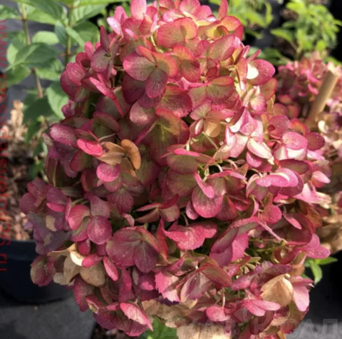 Гортензія волотиста &lsquo;Petite Star&lsquo;​ (Hydrangea paniculata &lsquo;Petite Star&lsquo;) Petite Star фото