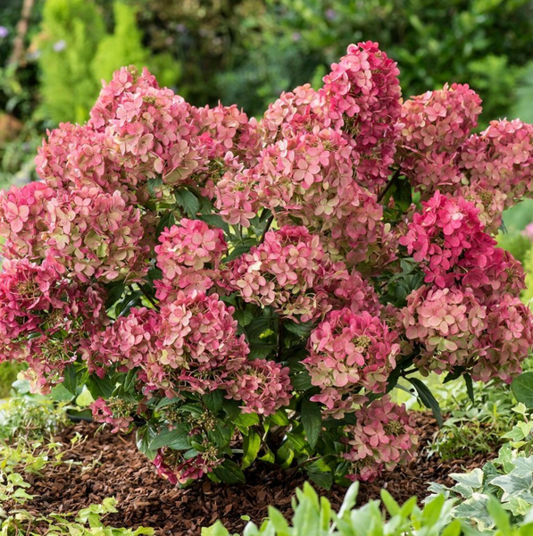 Гортензія волотиста &lsquo;Petite Star&lsquo;​ (Hydrangea paniculata &lsquo;Petite Star&lsquo;) Petite Star фото