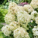 Гортензія волотиста &lsquo;Petite Star&lsquo;​ (Hydrangea paniculata &lsquo;Petite Star&lsquo;) Petite Star фото 2