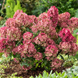 Гортензія волотиста &lsquo;Petite Star&lsquo;​ (Hydrangea paniculata &lsquo;Petite Star&lsquo;) Petite Star фото 3