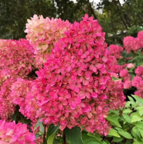 Гортензія волотиста &lsquo;Petite Flori&lsquo;​ (Hydrangea paniculata &lsquo;Petite Flori&rsquo;) C3 Petite Flori фото