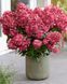 Гортензія волотиста &lsquo;Petite Flori&lsquo;​ (Hydrangea paniculata &lsquo;Petite Flori&rsquo;) C3 Petite Flori фото 3