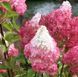 Гортензія волотиста &lsquo;Petite Flori&lsquo;​ (Hydrangea paniculata &lsquo;Petite Flori&rsquo;) C3 Petite Flori фото 1