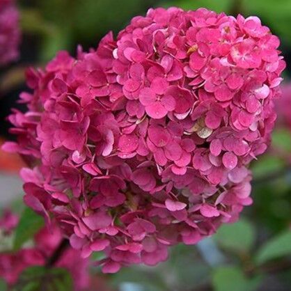 Гортензія волотиста &lsquo;Samarskya Lydia/Framboisine Rensam&lsquo;​ (Hydrangea paniculata &lsquo;Samarskya Lydia/Framboisine Rensam&lsquo;​) C1,5 Framboisine Rensam фото
