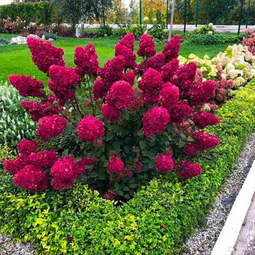 Гортензія волотиста &lsquo;Samarskya Lydia/Framboisine Rensam&lsquo;​ (Hydrangea paniculata &lsquo;Samarskya Lydia/Framboisine Rensam&lsquo;​) C1,5 Framboisine Rensam фото