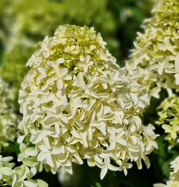 Гортензія волотиста &lsquo;Skyfall&rsquo; (Hydrangea paniculata &lsquo;Skyfall&rsquo;) C3 Skyfall фото