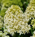 Гортензія волотиста &lsquo;Skyfall&rsquo; (Hydrangea paniculata &lsquo;Skyfall&rsquo;) C3 Skyfall фото 3