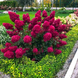 Гортензія волотиста &lsquo;Samarskya Lydia/Framboisine Rensam&lsquo;​ (Hydrangea paniculata &lsquo;Samarskya Lydia/Framboisine Rensam&lsquo;​) C1,5 Framboisine Rensam фото 2