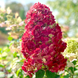 Гортензія волотиста &lsquo;Samarskya Lydia/Framboisine Rensam&lsquo;​ (Hydrangea paniculata &lsquo;Samarskya Lydia/Framboisine Rensam&lsquo;​) C1,5 Framboisine Rensam фото 1