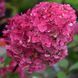 Гортензія волотиста &lsquo;Samarskya Lydia/Framboisine Rensam&lsquo;​ (Hydrangea paniculata &lsquo;Samarskya Lydia/Framboisine Rensam&lsquo;​) C1,5 Framboisine Rensam фото 3