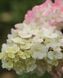 Гортензія волотиста &lsquo;Sundae Fraise&rsquo;​ (Hydrangea paniculata &lsquo;Sundae Fraise&rsquo;) C3 Sundae Fraise фото 1