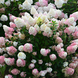 Гортензія волотиста &lsquo;Sundae Fraise&rsquo;​ (Hydrangea paniculata &lsquo;Sundae Fraise&rsquo;) C3 Sundae Fraise фото 2