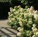 Гортензія волотиста &lsquo;Hercules&lsquo;​ (Hydrangea paniculata &lsquo;Hercules&lsquo;) C3 Hercules фото 4