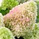 Гортензія волотиста &lsquo;Hercules&lsquo;​ (Hydrangea paniculata &lsquo;Hercules&lsquo;) C3 Hercules фото 1