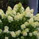 Гортензія волотиста &lsquo;Hercules&lsquo;​ (Hydrangea paniculata &lsquo;Hercules&lsquo;) C3 Hercules фото 2