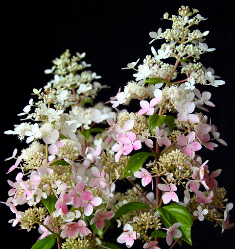 Гортензія волотиста 'Confetti' (Hydrangea paniculata 'Confetti')​ Confetti фото