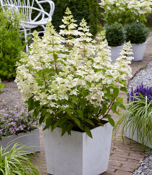 Гортензія волотиста 'Confetti' (Hydrangea paniculata 'Confetti')​ Confetti фото