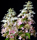 Гортензія волотиста 'Confetti' (Hydrangea paniculata 'Confetti')​ Confetti фото 1