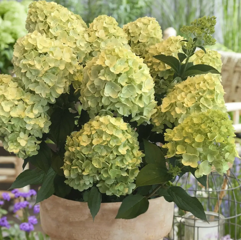 Гортензія волотиста 'Lemonlight' (Hydrangea paniculata 'Lemonlight&lsquo;) C1,5 Lemonlight фото