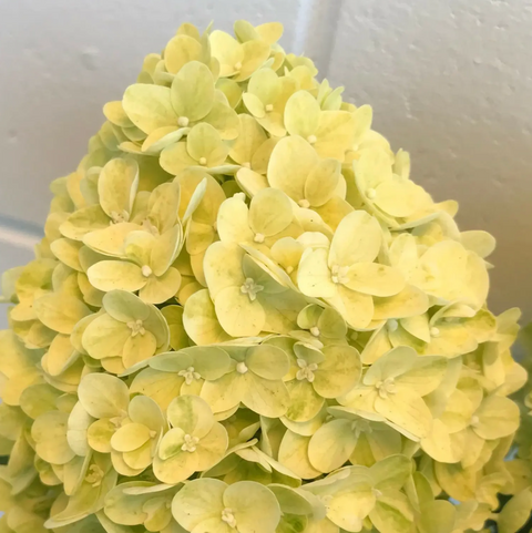 Гортензія волотиста 'Lemonlight' (Hydrangea paniculata 'Lemonlight&lsquo;) Lemonlight фото