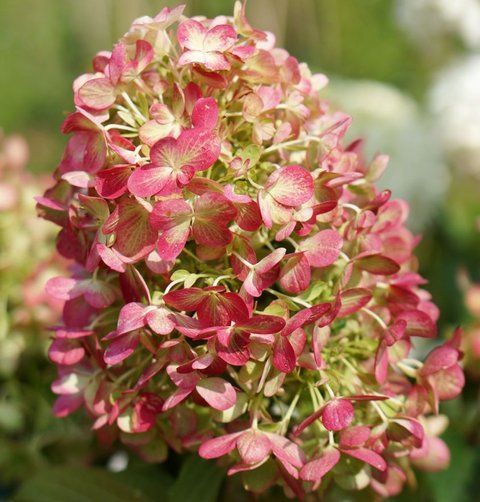 Гортензія волотиста &lsquo;Graffiti&lsquo;​ (Hydrangea paniculata &lsquo;Graffiti&lsquo;) С3 Graffiti фото