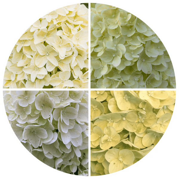 Гортензія волотиста 'Lemonlight' (Hydrangea paniculata 'Lemonlight&lsquo;) Lemonlight фото