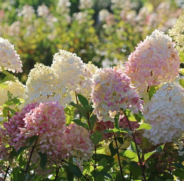 Гортензія волотиста &lsquo;Graffiti&lsquo;​ (Hydrangea paniculata &lsquo;Graffiti&lsquo;) С3 Graffiti фото