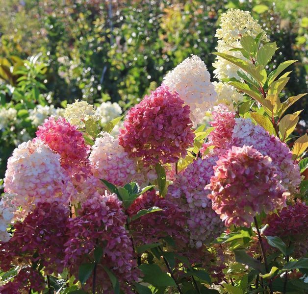 Гортензія волотиста &lsquo;Graffiti&lsquo;​ (Hydrangea paniculata &lsquo;Graffiti&lsquo;) С3 Graffiti фото