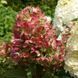 Гортензія волотиста &lsquo;Graffiti&lsquo;​ (Hydrangea paniculata &lsquo;Graffiti&lsquo;) С3 Graffiti фото 3