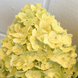 Гортензія волотиста 'Lemonlight' (Hydrangea paniculata 'Lemonlight&lsquo;) Lemonlight фото 1