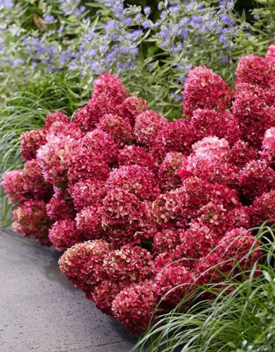 Гортензія волотиста &lsquo;Petite Cherry&lsquo;​ (Hydrangea paniculata &lsquo;Petite Cherry&lsquo;) Petite Cherry фото